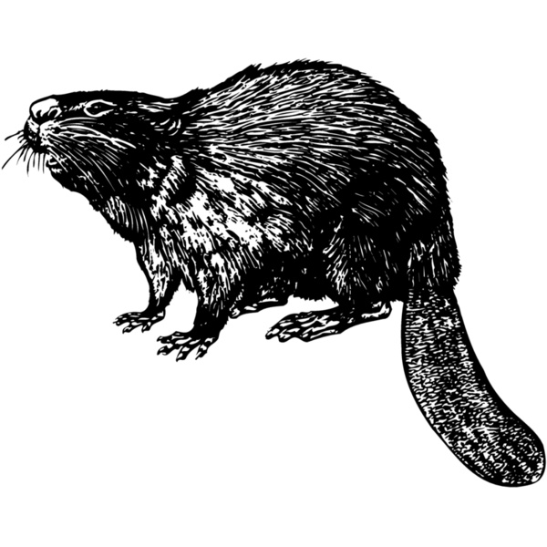 BEAVER02 Thumbnail