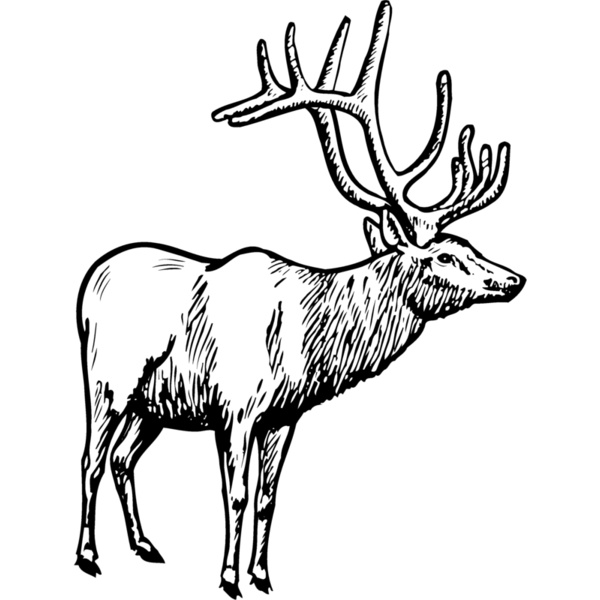 DEER028 Thumbnail