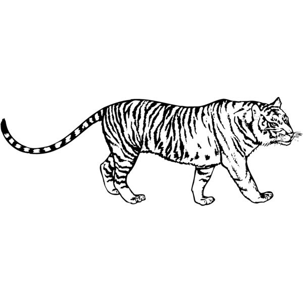 TIGER003 Thumbnail