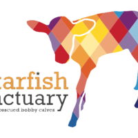 Starfish Bobby Calf Project Thumbnail
